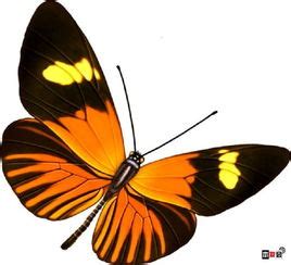 蝴蝶代表數字 這句加分